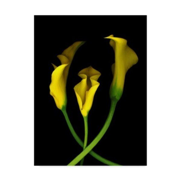 Susan S. Barmon 'Calla Lilies 2' Canvas Art, 18x24, Trademark Fine Art, Mfr#: ALI34418-C1824GG